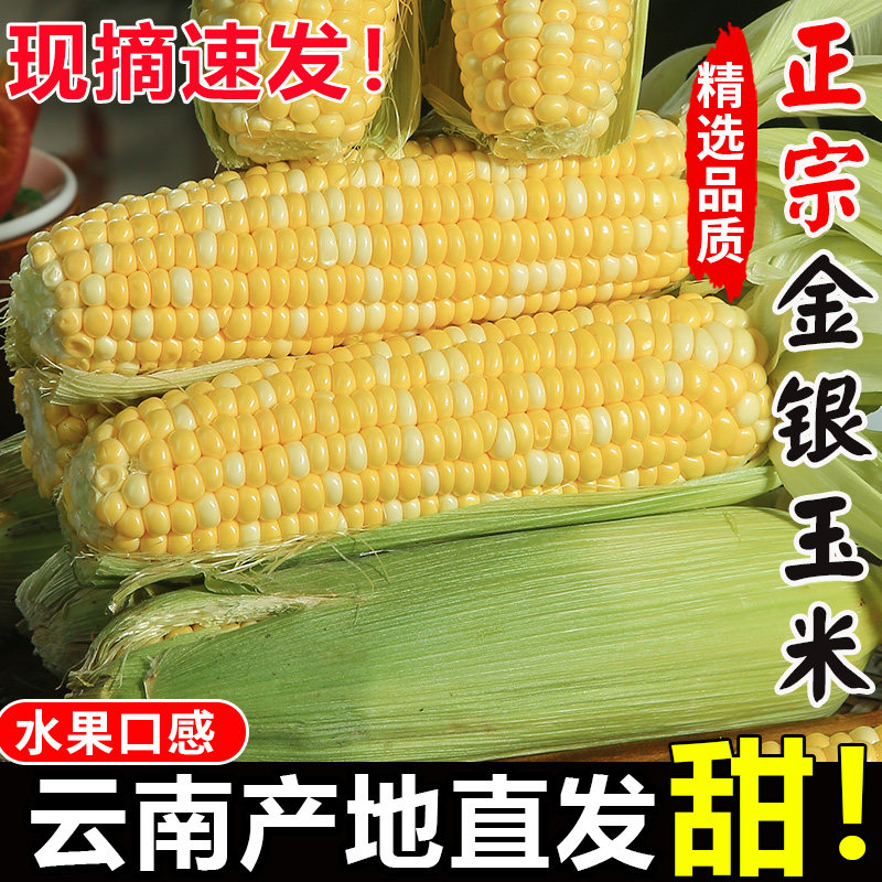 正宗云南金银水果玉米新鲜生吃甜玉米棒子苞谷米现摘即食早餐