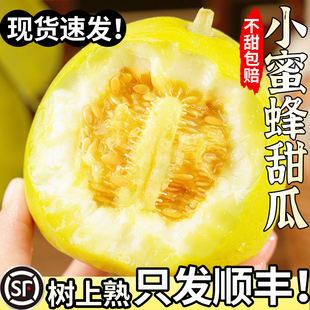 头茬星甜20小蜜蜂甜瓜新鲜水果星甜20郁金香甜瓜脆全系顺丰包邮