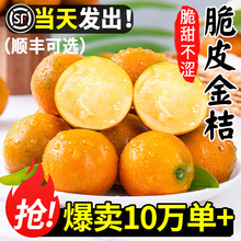 广西融安脆皮金桔鲜果10斤小金橘子应当季新鲜水果蜜金柑整箱包邮