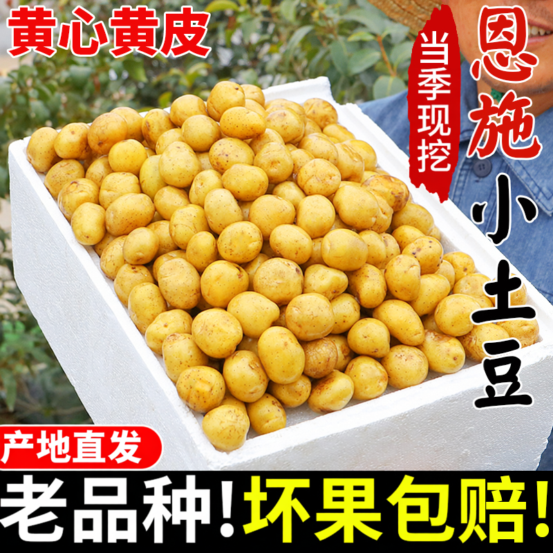 恩施小土豆新鲜马铃薯正宗黄心薄皮土豆洋芋现挖蔬菜40马铃薯斤