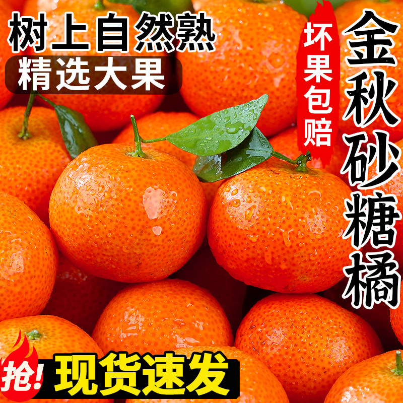 正宗金秋砂糖橘现货速发
