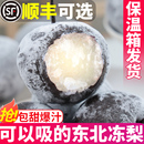 9斤 包邮 东北冻梨梨子新鲜水果花盖梨顺丰整箱秋梨延边应当季 特产