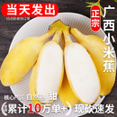 正宗广西小米蕉香蕉新鲜10水果整箱斤当季 小香蕉粉蕉自然熟苹果蕉
