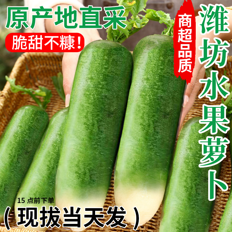 正宗潍坊水果萝卜新鲜生吃青脆甜大冰淇淋水果型胡白特产山东蔬菜