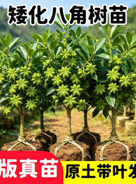 正宗爆款八角树苗矮化无刺八角大料食用茴香带土带叶南北方均包邮