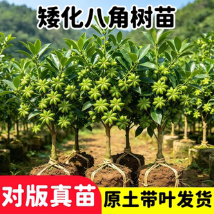 正宗爆款八角树苗矮化无刺八角大料食用茴香带土带叶南北方均包邮
