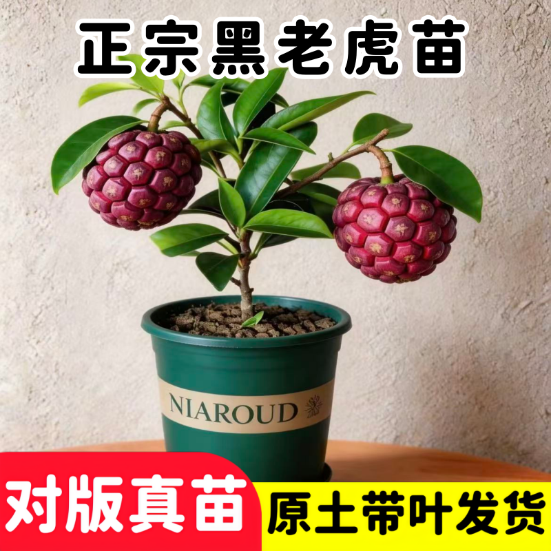 黑老虎果苗 五味子 布福娜大血藤酒饭团爬藤树苗抗霜冻南北方种植