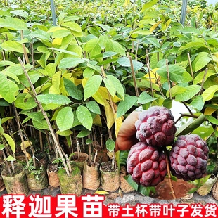 红释迦果苗嫁接台湾凤梨释迦南方牛奶释迦番荔枝释迦摩尼果苗庭院