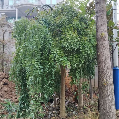 优先槐树苗国槐黄金槐垂槐造w型树庭院绿化树耐寒耐旱四季适宜种