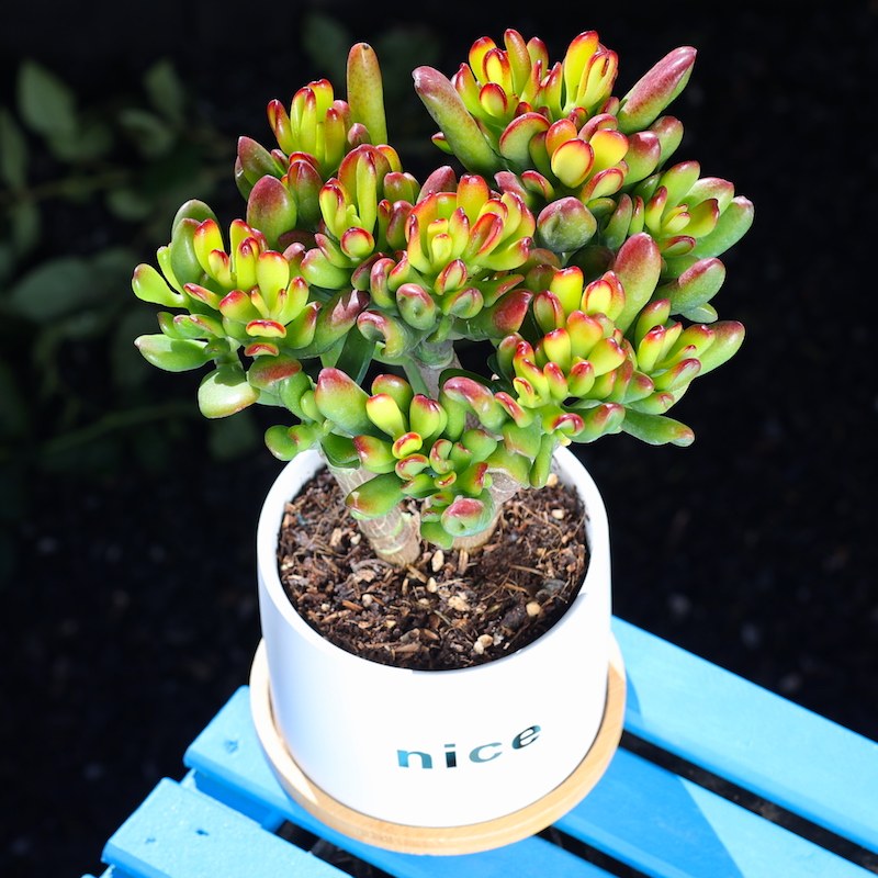 招财手多肉植物老桩多肉云南