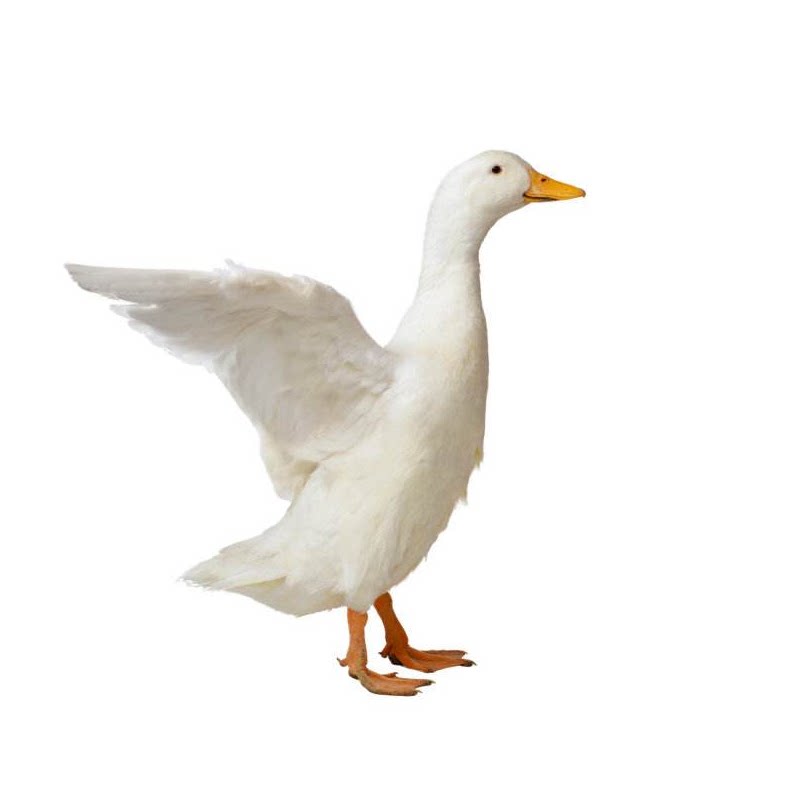 番鸭老鸭子红头鸭一只新鲜速冻鸭子农村土鸭子