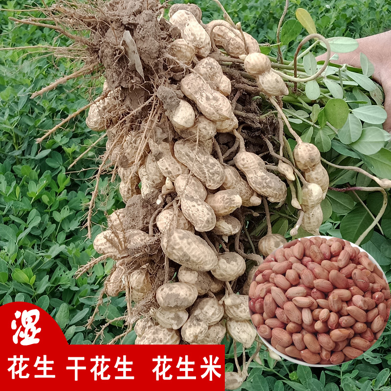 2023新鲜花生的带壳红皮农家自种结婚用山东大花生米晒干可水煮