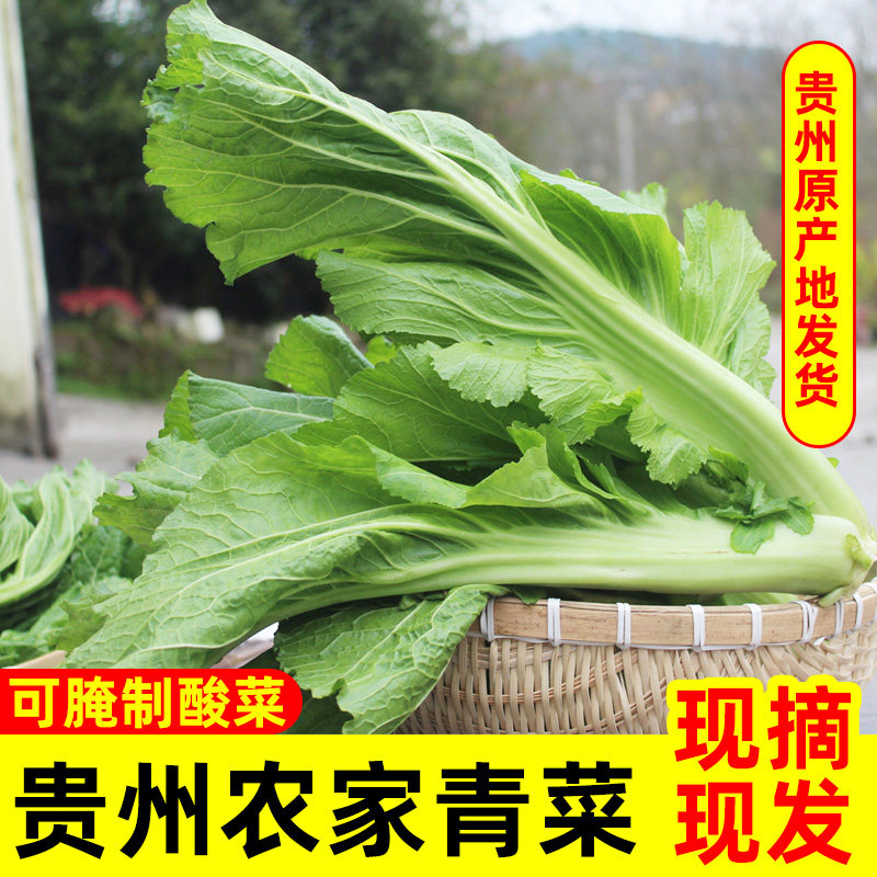 新鲜芥菜 贵州农家本地青菜 腌泡酸菜原料大叶青菜 贵阳宽叶青菜