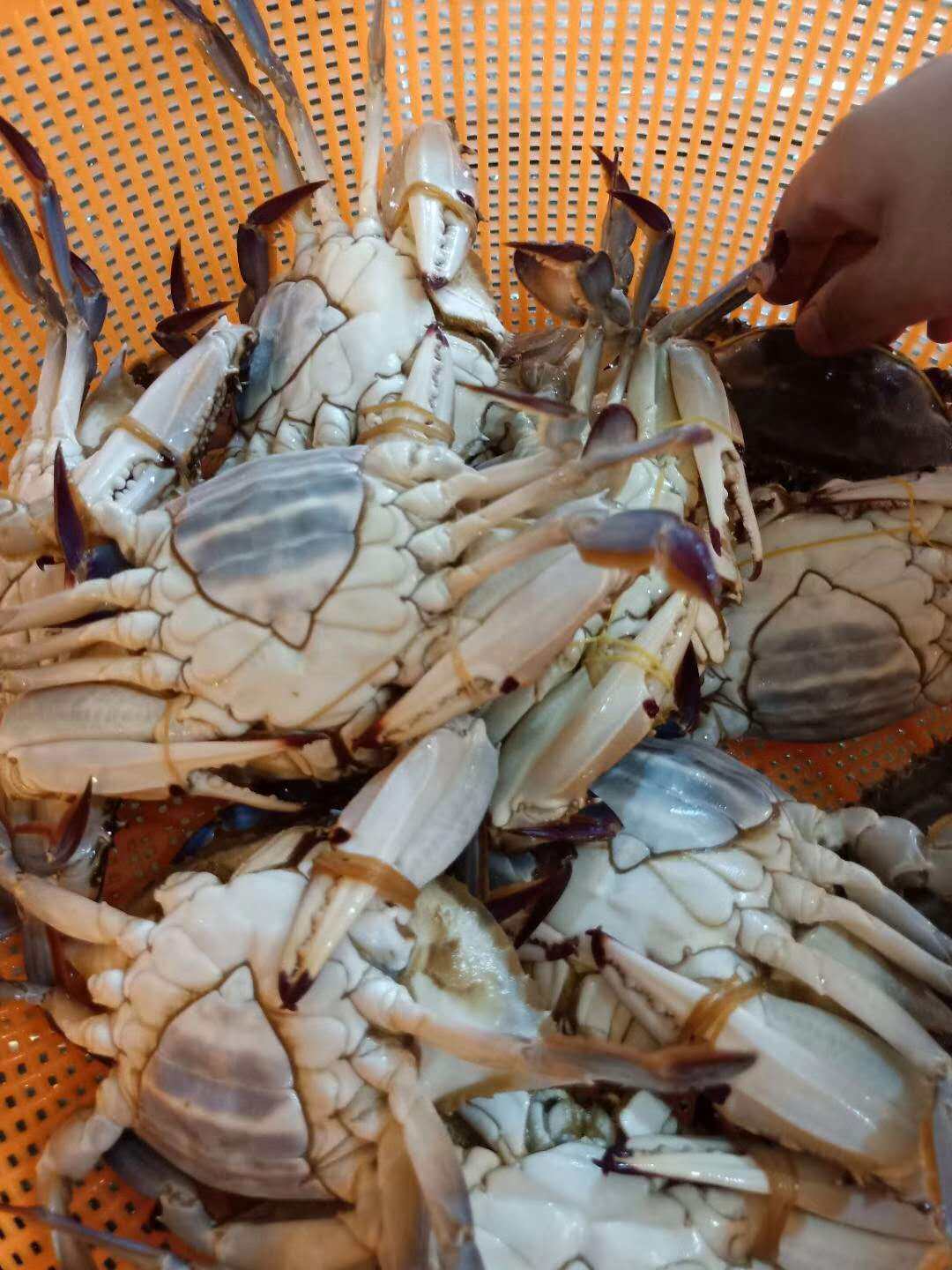 象山梭子蟹5斤野生鲜活白蟹新鲜大螃蟹海蟹水产海鲜现捕现发