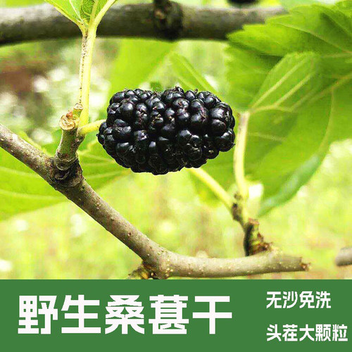 野生桑葚干黑桑椹特级 桑葚泡水 干桑葚果干黑桑葚干泡水桑葚干