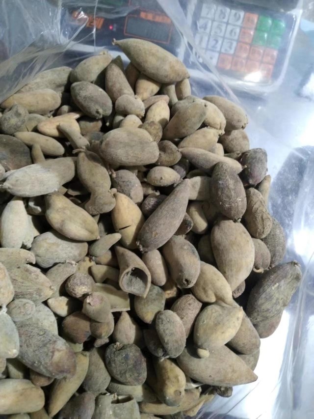 超高品质 正宗野生五倍子中药材肚倍500克