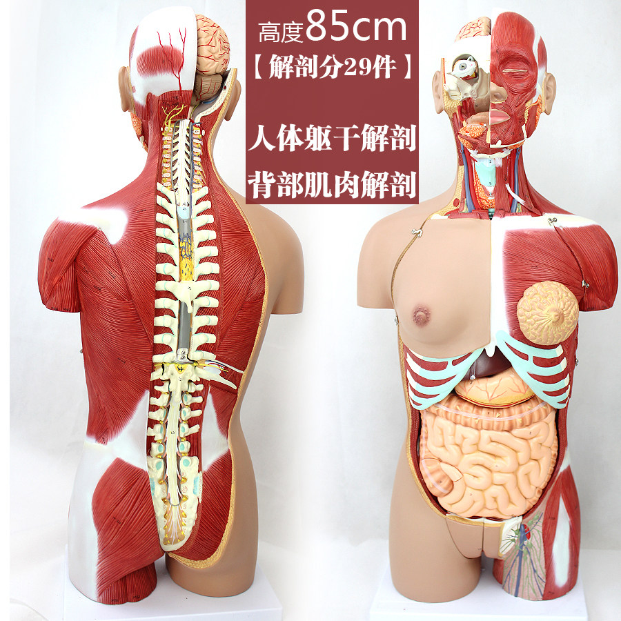 ENOVO正品高端豪華版醫用人體系統解剖模型後背可拆肌肉解剖系統在類目 玩具/童車/益智/積木/模型, 靜態模型, 其他模型玩具中 - 來自Buy2taobao.com提供專業的淘寶代購服務