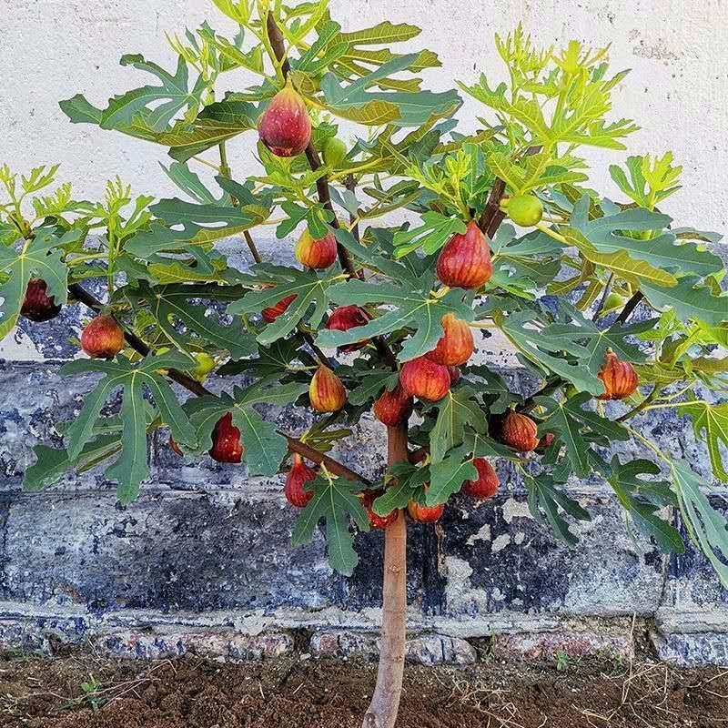 无花果树果苗波姬红大盆栽地栽矮化果苗南北方当年结果无花耐寒