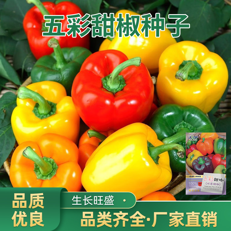 五彩甜椒种红甜椒七彩椒种五彩椒彩色菜椒蔬菜辣椒