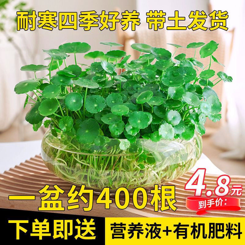 铜钱草盆景大叶好养室内客厅水养金钱草桌面绿植