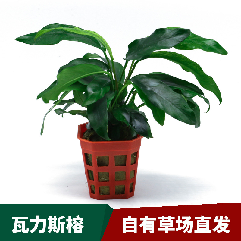 草场直供水族真水草活体瓦里斯榕鱼缸造景装饰懒人新手水榕类