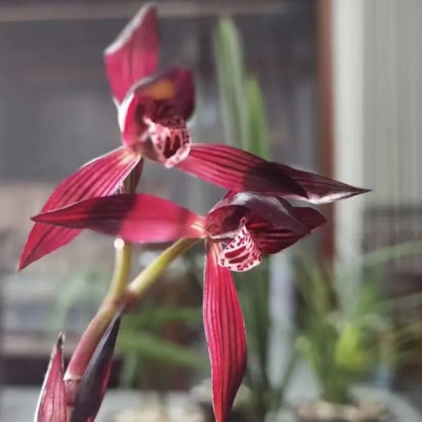 板桥遗墨春兰名品幽香型兰花兰草自然栽种兰花苗绿植盆栽好养易活