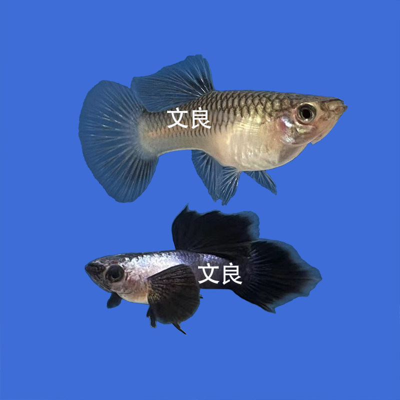 纯种大耳熊猫孔雀鱼凤尾鱼活体小型热带观赏鱼胎生鱼繁殖最快鱼