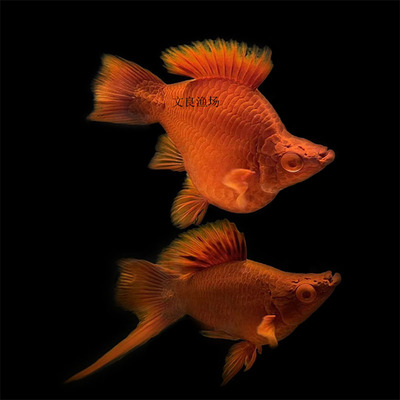 红剑球鱼高鳍菊花帆红箭鱼鱼苗