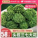 药房直供 官方旗舰店云南文山功效非野生田七买5发500g 三七花正品