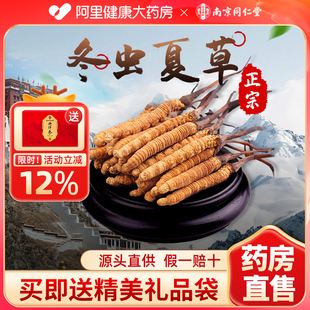 南京同仁堂冬虫夏草官方旗舰店虫草正品 根40根 干货礼盒头期0.25g