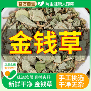 四川大叶金钱草中草药无硫新鲜非野生中药材排胆肾结化石茶泡水喝