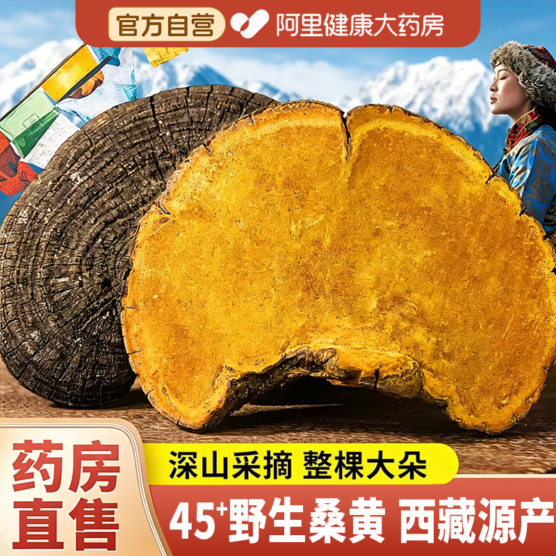 大药房直销正品西藏野生桑黄500g
