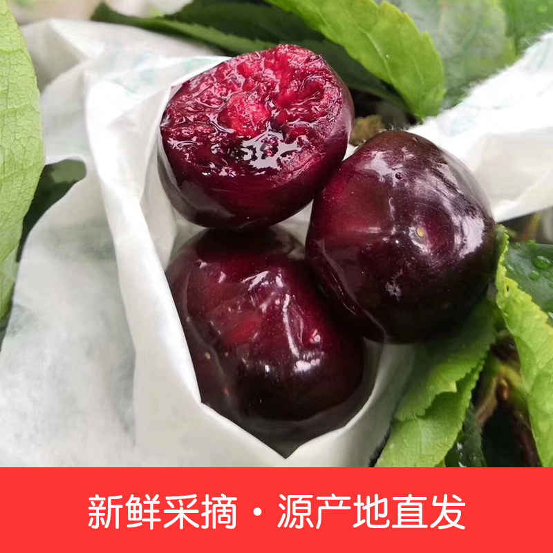 自家产汉源车厘子黑珍珠冷链运输包邮3斤装