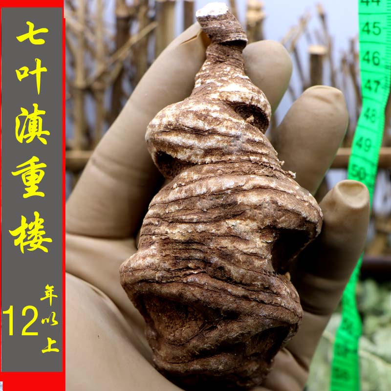 云南非野生草河车中药材图片