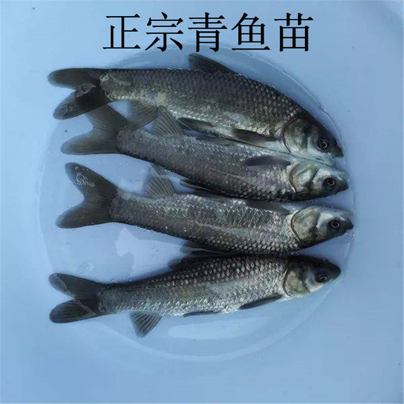 青鱼螺蛳魭食用乌鲩鱼淡水四大家鱼苗包活黑鲩养殖灰草鱼活鱼大全