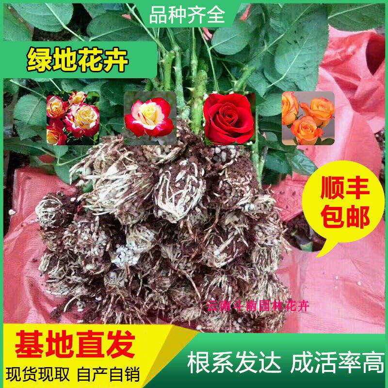 2000棵顺丰包邮云南昆明各色系四季玫瑰种苗 月季花苗 裸根扦插苗