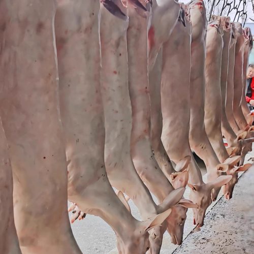 现杀整头白条鹿东北梅花鹿