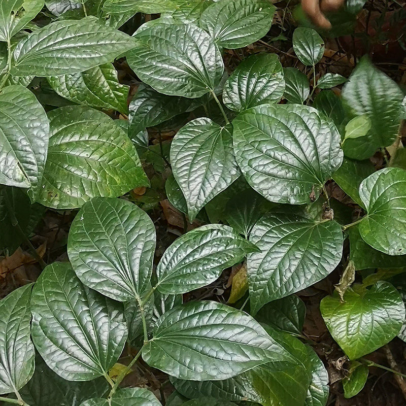 现摘新鲜野生蛤蒌叶假蒌叶急捞叶包粽子用山蒌苗假蒌苗蛤蒌苗盆栽