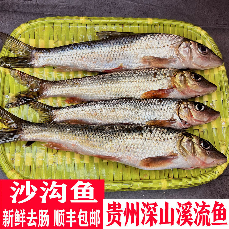 鲜活沙沟鱼小河鱼溪流麻沟鱼新鲜石斑鱼船钉子棍子鱼花骨鱼马口鱼