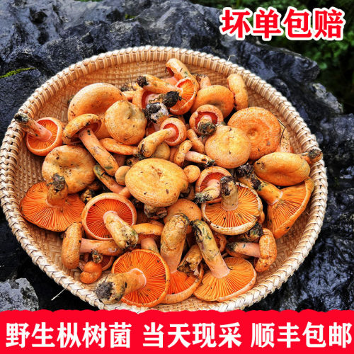 当季野生菌菇松树菌子顺丰包邮