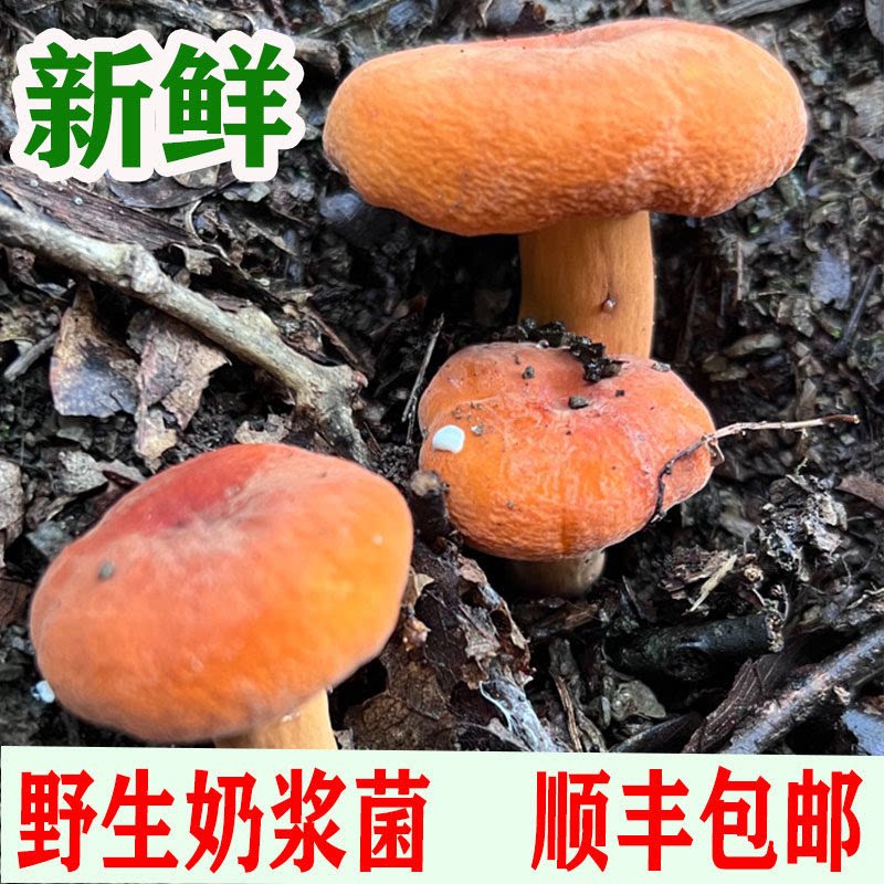 新鲜野生奶浆菌现采顺丰包邮