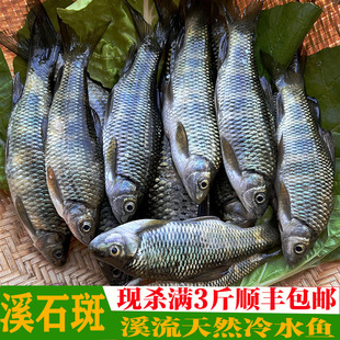 溪石斑新鲜小河鱼鲜活现杀光唇鱼野钓原生鱼火梅子非马口鱼小杂鱼