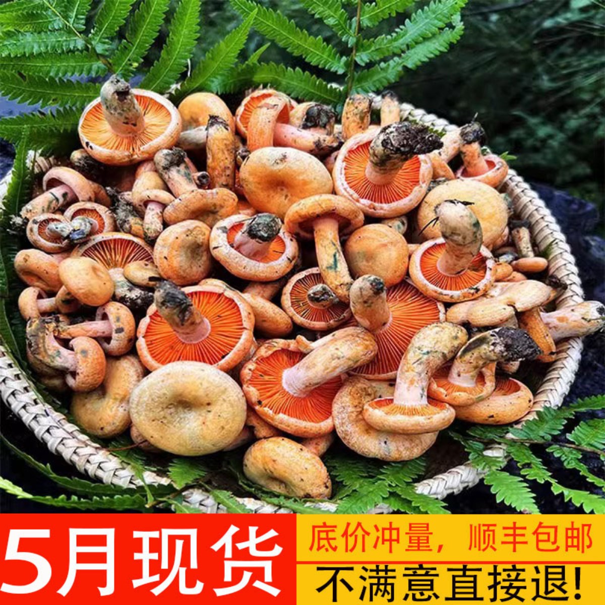 野生枞菌新鲜松树菇蘑菇三九菇乌枞树菌重阳菌谷熟菌雁来蕈天鹅菌 水产肉类/新鲜蔬果/熟食 新鲜松茸/菌菇 原图主图