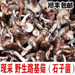 新鲜野生菌白棕口蘑现采路基菇当天采石子菌蘑菇南风菌江西趟子菌