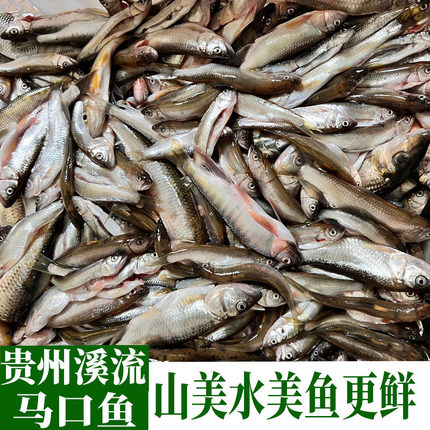 贵州新鲜马口鱼野钓原生小河鱼现杀桃花鱼溪流鱼花杈鱼山鳡鱼食用