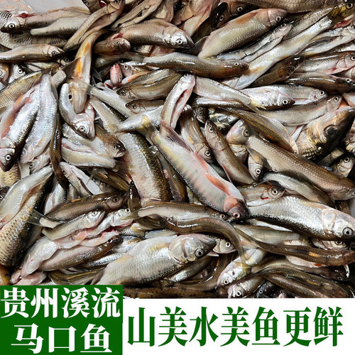 贵州新鲜马口鱼野钓原生小河鱼现杀桃花鱼溪流鱼花杈鱼山鳡鱼食用