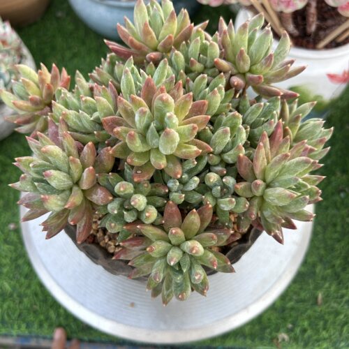 多肉直播炫彩星多肉精控皮实好养多肉老桩暗纹系可爱多肉植物品种