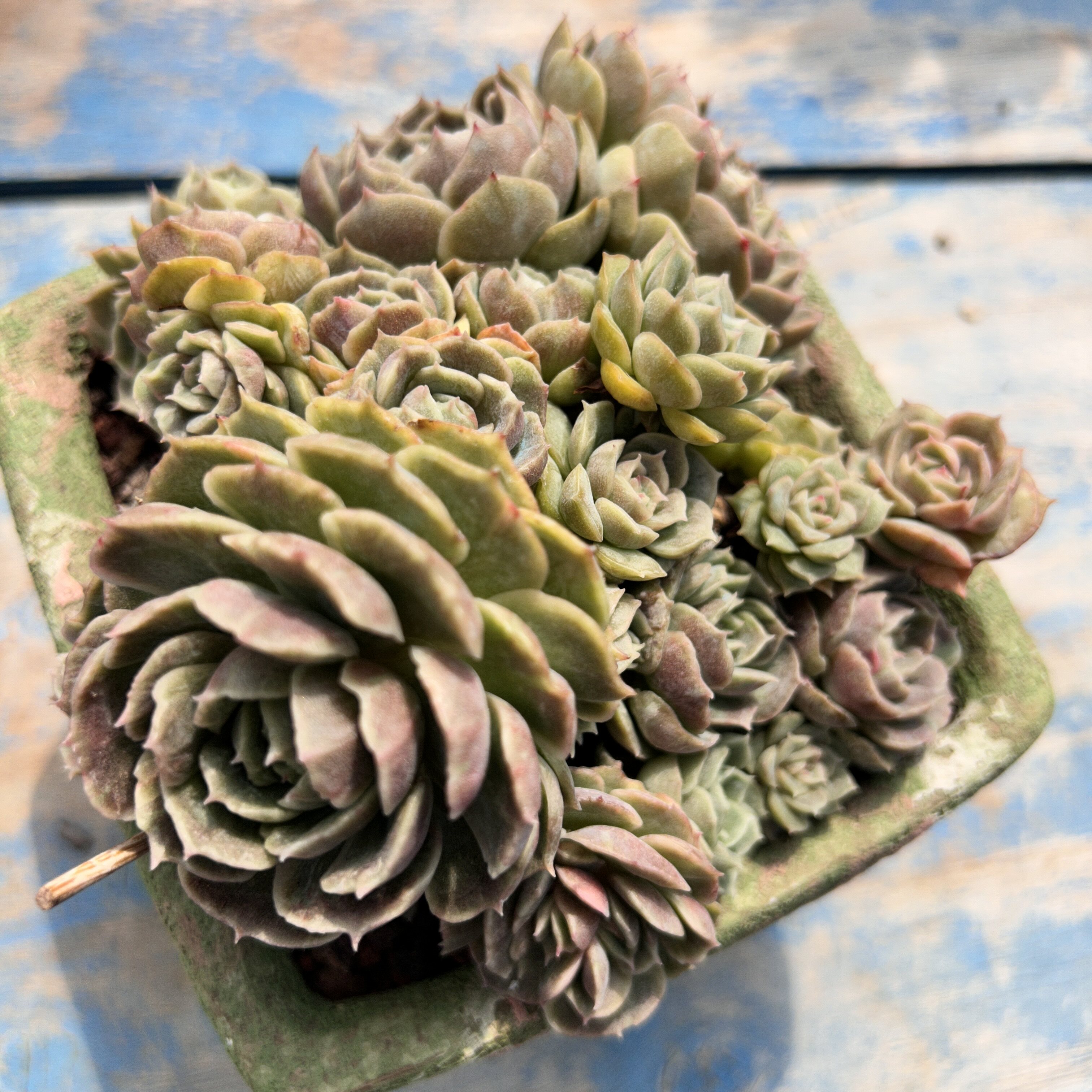 老桩多肉昂斯诺石化锦昂斯诺变异群生稀有多肉植物木质桩群生多肉