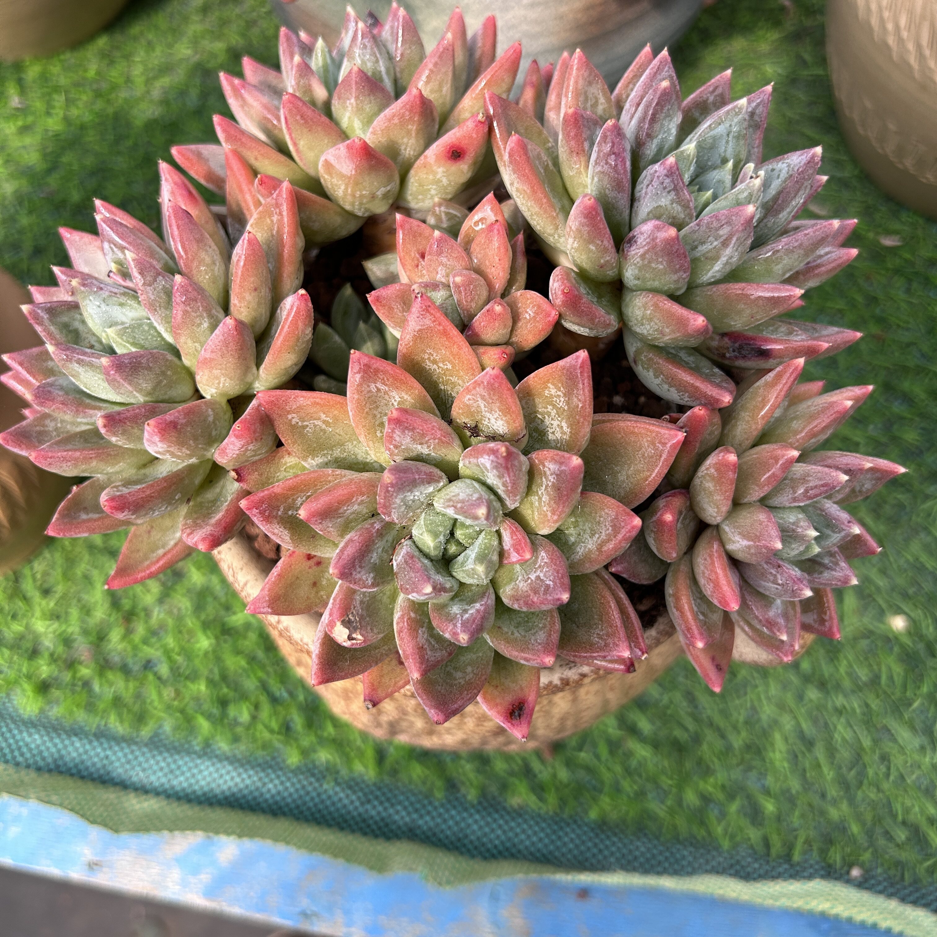 植物直播多肉美人系红蛋老桩暗纹多肉植物