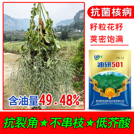 双低浓香型菜种子油研501抗菌核病抗倒伏出油率好【送硼肥】